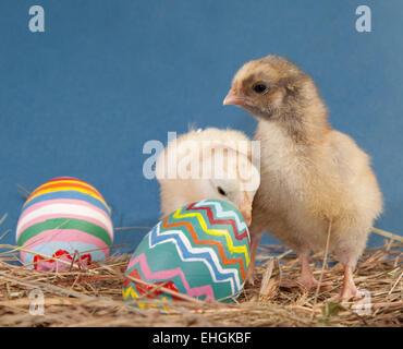Due adorabili pulcini di Pasqua nel fieno con colorati dipinti uova Foto Stock