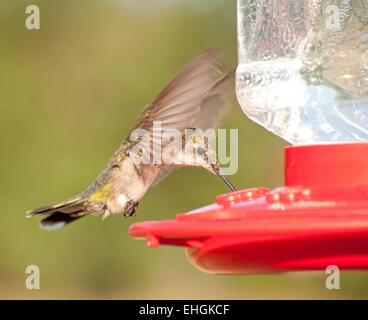 Femmina di Ruby-throated Hummingbird hovering e bere il nettare in corrispondenza dell'alimentatore Foto Stock