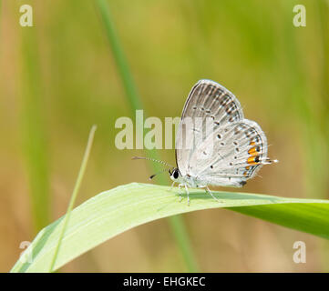 Adorabile piccola Grey Hairstreak butterfly in appoggio su una paletta di erba Foto Stock