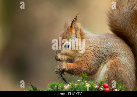 Scoiattolo rosso con orecchie umido nel bosco norvegese. Foto Stock
