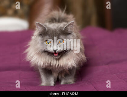 Piccolo cucciolo persiano sul letto con una coperta di rosso Foto Stock