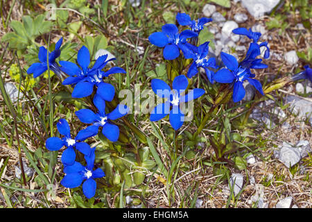 La molla genziana, Gentiana verna Foto Stock