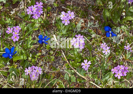 Bird's-eye primule e genziane a molla Foto Stock