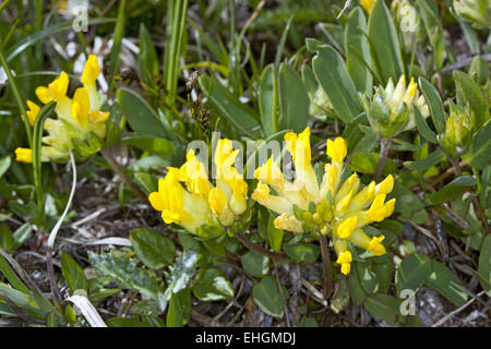 Anthyllis vulneraria, Woundwort Foto Stock