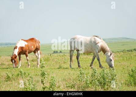 Due cavalli al pascolo in pascolo contro aperto paesaggio della prateria Foto Stock