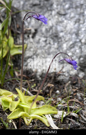 Pinguicula vulgaris, Butterwort comune Foto Stock