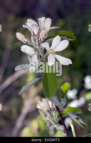 Snowy Mespilus, Amelanchier Ovalis Foto Stock