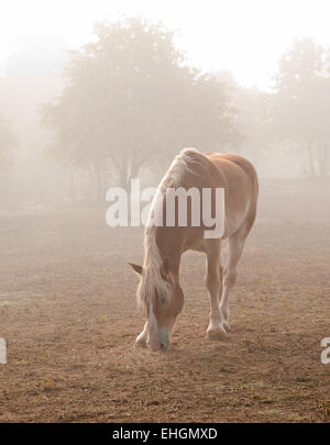 Bionda progetto belga cavallo in pesante velatura Foto Stock