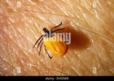 Zecke Ixodes ricinus Foto Stock