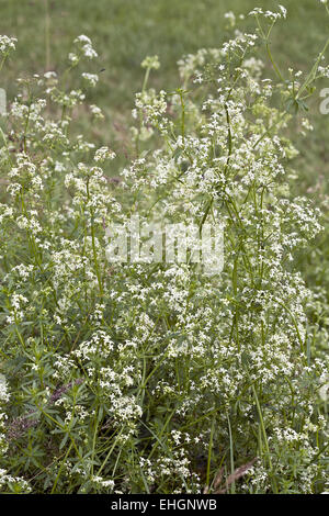 Montante bedstraw, Galium mollugo Foto Stock