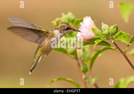 Giovane maschio Hummingbird in volo, alimentazione su un fiore rosa nel giardino di caduta Foto Stock