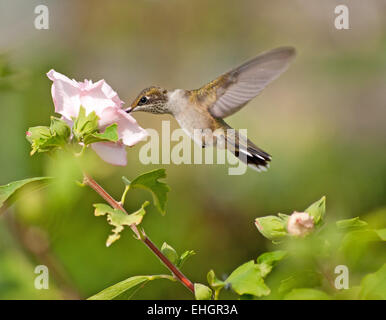 Giovane maschio Hummingbird alimentazione su una luce rosa fiori di ibisco Foto Stock