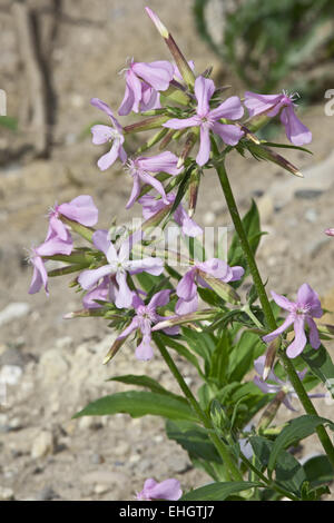 Soapwort comune, Saponaria officinalis Foto Stock