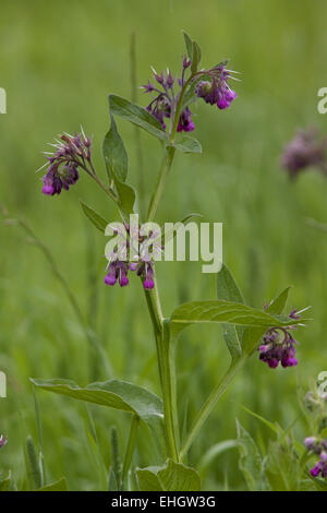 Comfrey comune, consolida Foto Stock