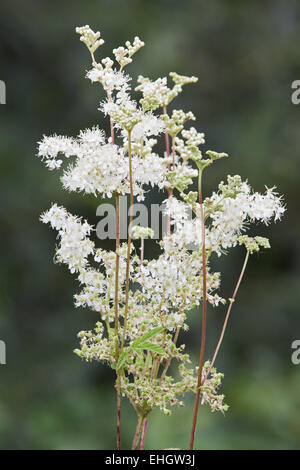 Filipendula ulmaria, Prato dolce Foto Stock