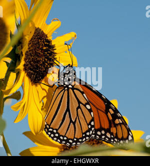 La migrazione di farfalla monarca alimentazione su un selvaggio fiore di girasole Foto Stock