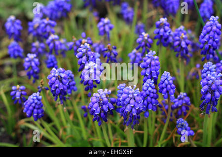 Giacinti di uva Foto Stock