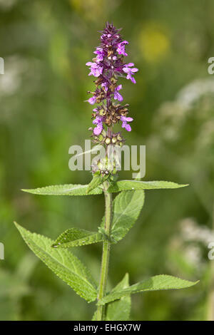 Stachys palustris, Marsh Hedgenettle Foto Stock