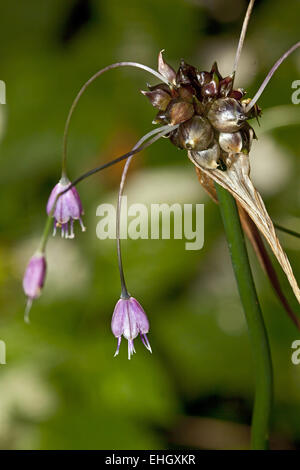 Campo di aglio, Galium oleraceum Foto Stock