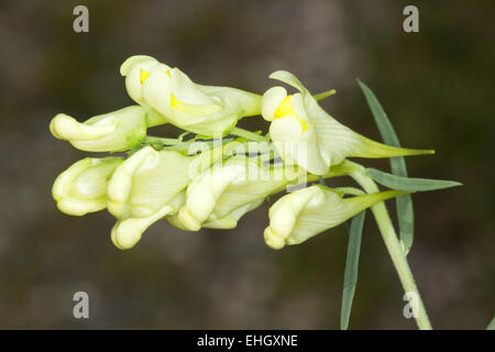 Linaria vulgaris, burro e uova Foto Stock
