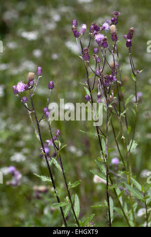 Cirsium arvense, Creeping Thistle Foto Stock