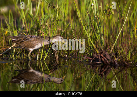 Sora Foto Stock