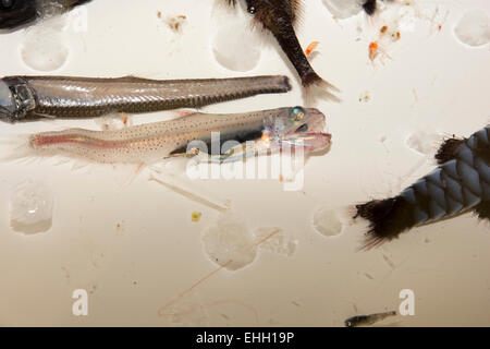 Gli scienziati sono la pesca a strascico dalle profondità del mare in 500 a mille metri nel sud dell'Oceano Atlantico a sabretoothfish. Foto Stock