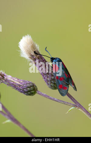 Sei-spot Burnett, Zygaena filipendulae Foto Stock