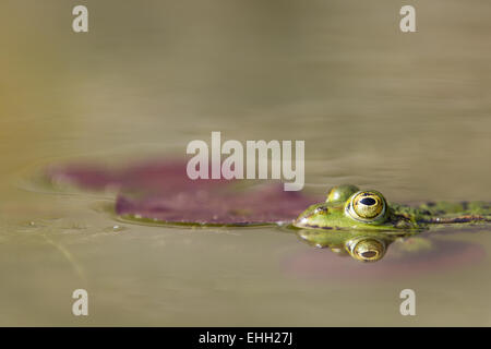 Frog (Pelophylax esculentus) Foto Stock