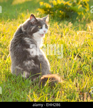 Diluito gatta calico in erba illuminato dal sole di sera Foto Stock