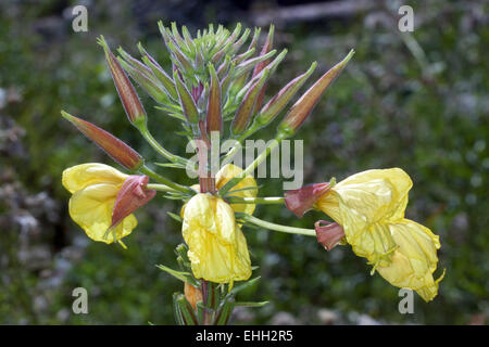 Oenothera biennis, enagra Foto Stock