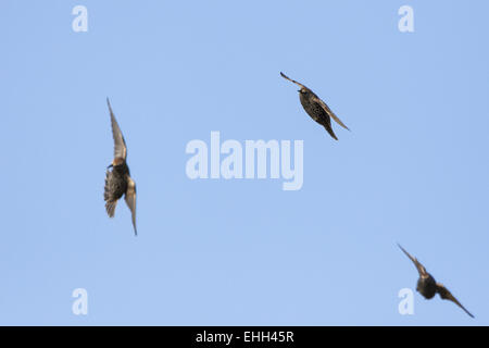 Per gli storni (Sturnus vulgaris) in volo Foto Stock