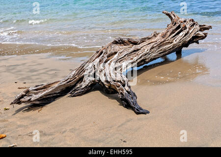 Driftwood sulla spiaggia a forma di animale Foto Stock