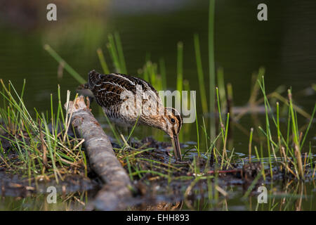 Gallinago delicata Foto Stock