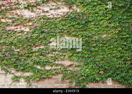 Verde foglie d'edera che copre una parete Foto Stock