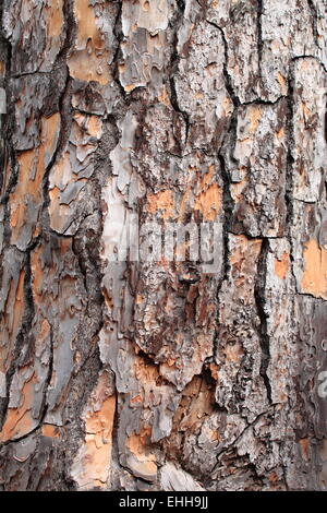 Corteccia di albero del pino Foto Stock