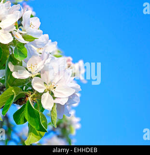 Il ramo di fioritura del melo sul cielo blu sullo sfondo Foto Stock