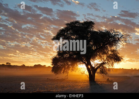 Tramonto con il profilarsi di albero e polvere, deserto Kalahari, Sud Africa Foto Stock