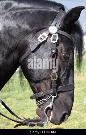 Ritratto di un nero cavallo frisone Foto Stock