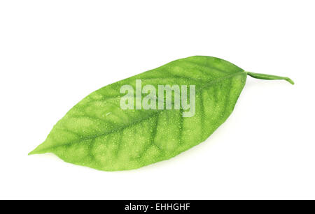 Lemon Tree leaf isolato Foto Stock