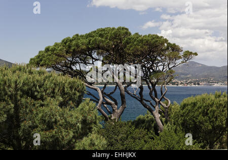 Pinus halepensis, pino di Aleppo a Saint-Tropez Foto Stock