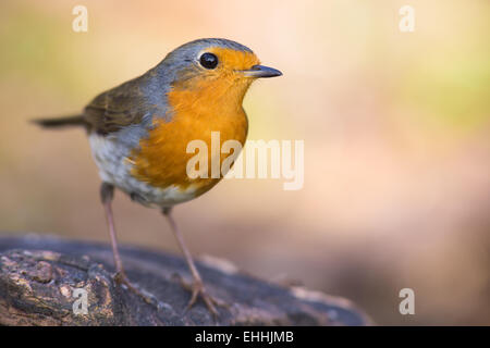 Robin Foto Stock