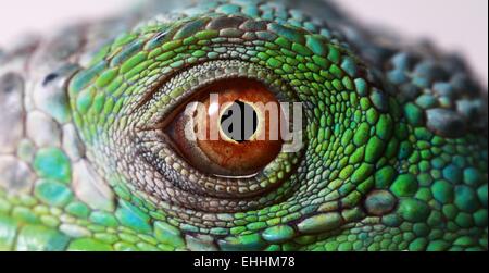 occhio di Iguana Foto Stock