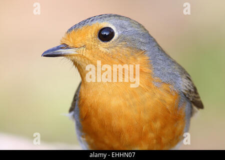 Robin Foto Stock
