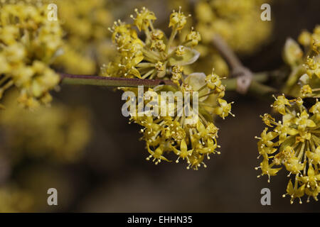 Cornus mas, Europeo corniolo, Corniolo Foto Stock