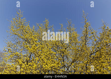 Cornus mas, Europeo corniolo, Corniolo Foto Stock