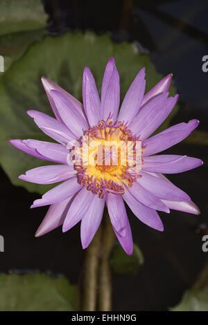 Viola giglio di acqua Foto Stock