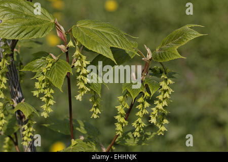 Acer pensylvanicum, Striped maple, Moosewood Foto Stock