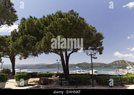 Pinus halepensis, Aleppo, pino di Gerusalemme Foto Stock