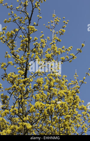 Cornus mas, Europeo corniolo, Corniolo Foto Stock